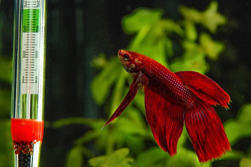Maintain Consistent Water Temperature