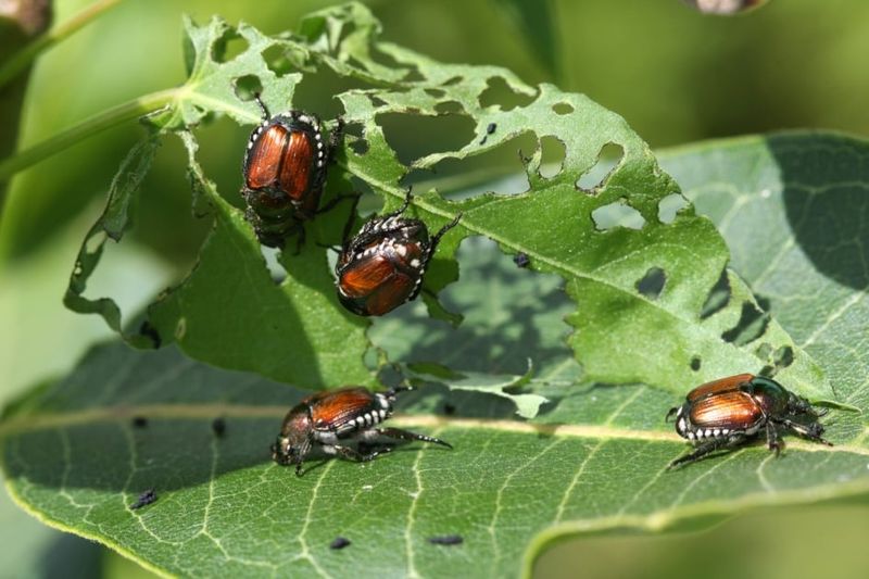 Eliminate Pesticide Use