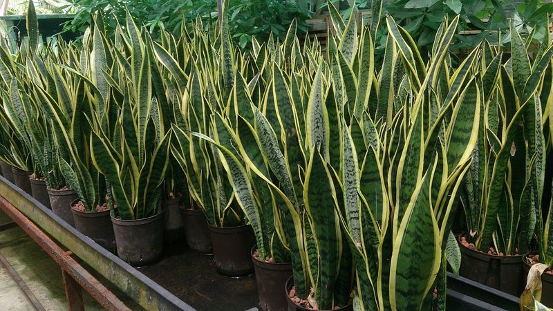 Use Natural Snake Repellents