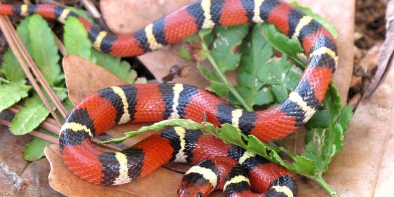 All Colorful Snakes Are Dangerous
