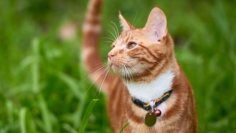 Stress Reduction Through Environmental Variety