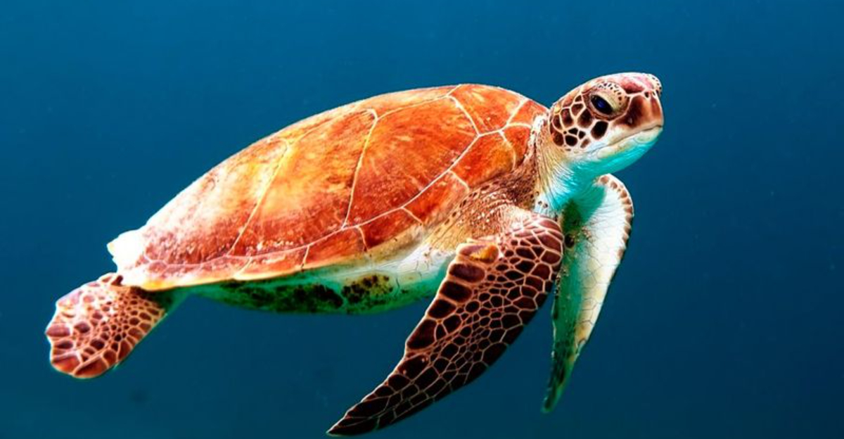 Interactive Map Reveals Ocean Pathways Vital For 109 Species