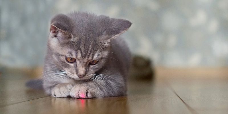 Automated Laser Toy