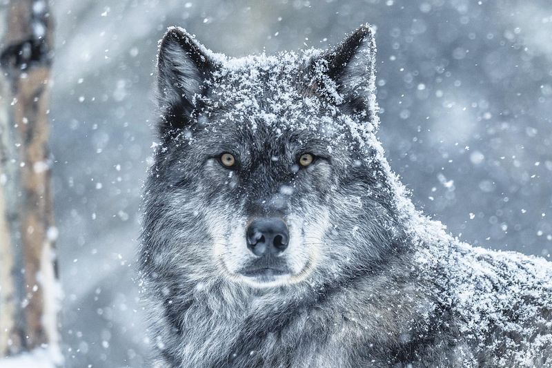 Russian Wolf