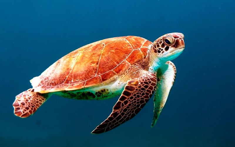 Green Turtles And The Dangers Of Disparate Protection Efforts