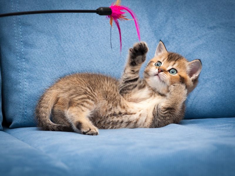 Schedule regular playtime