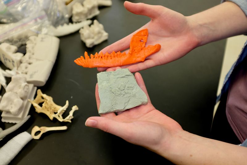 How Fossils Found In 2005 Led To A Groundbreaking Discovery