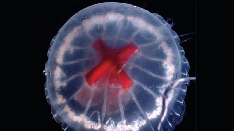 A Remarkable Discovery In The Depths Of The Sumisu Caldera
