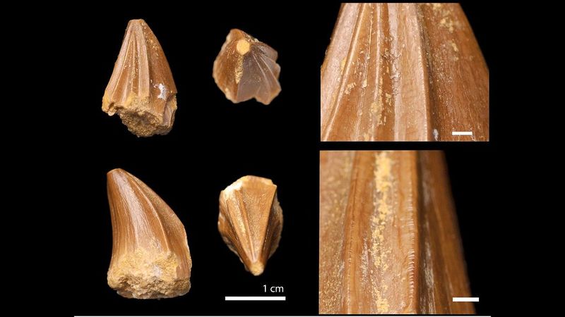 The 'Screwdriver Teeth' Phenomenon: What Makes This Species So Unique