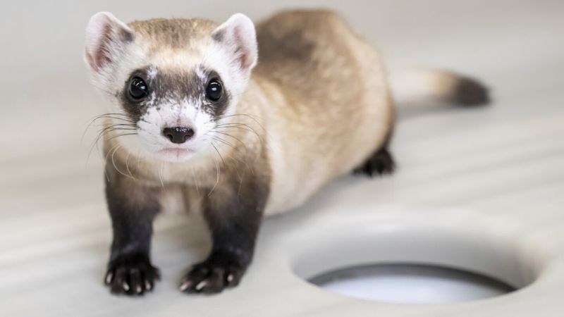 Public Reactions To The Cloning Of The Black-Footed Ferret