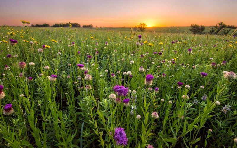 Where Andrena Androfovea Was Discovered