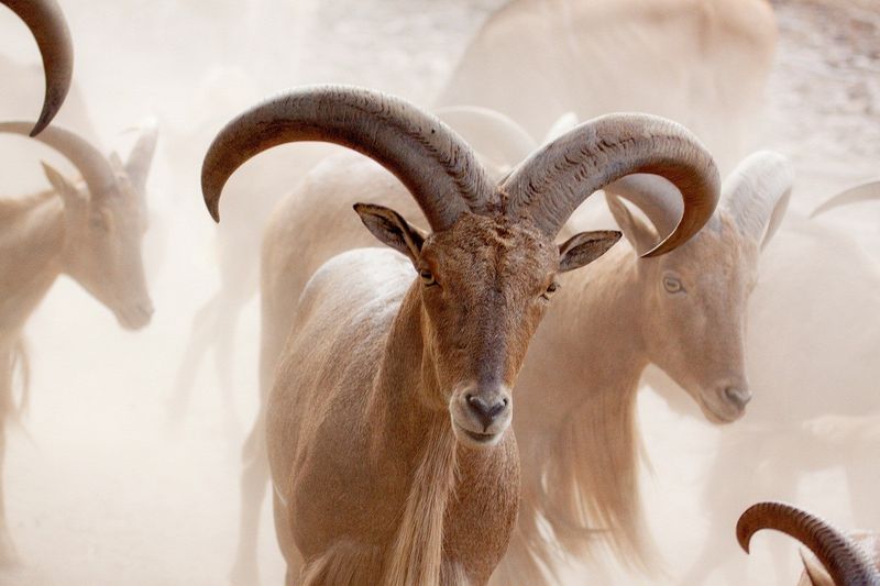 Declining Population In The Wild