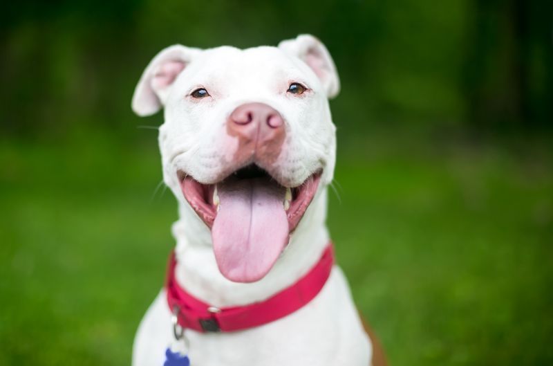 Pitbull Smile Therapists