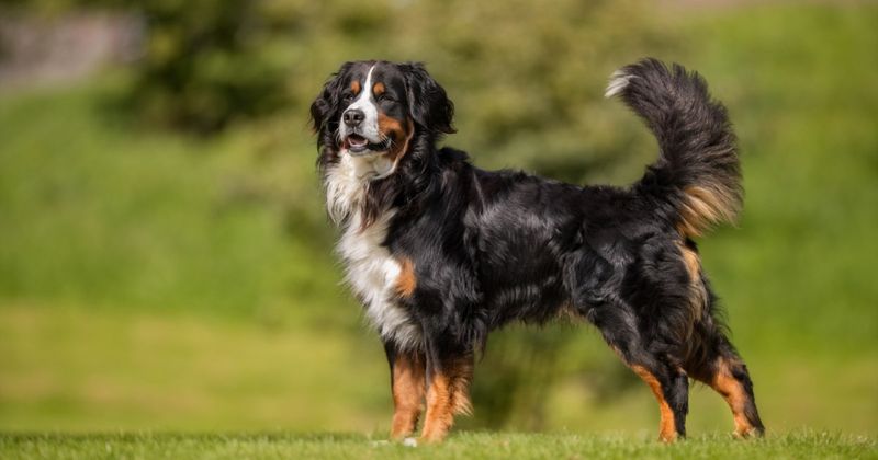 Forest Guardians: Bernese Mountain Dogs