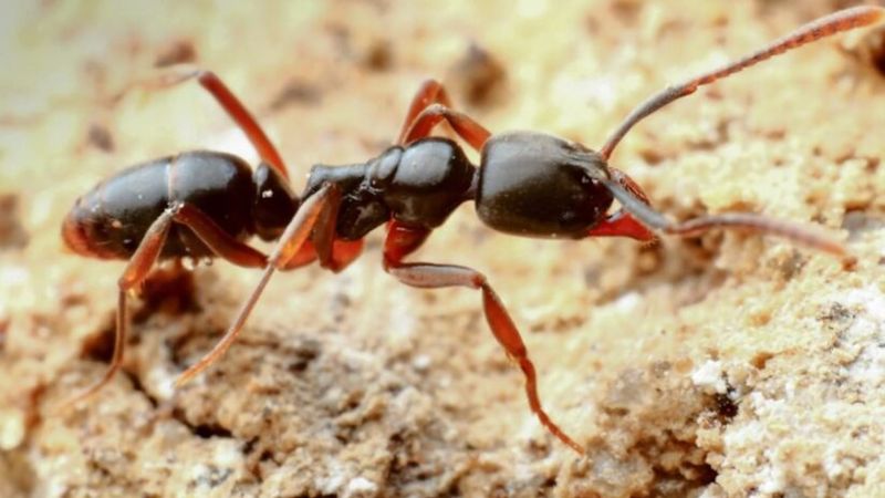 They Outcompete Native Ant Species