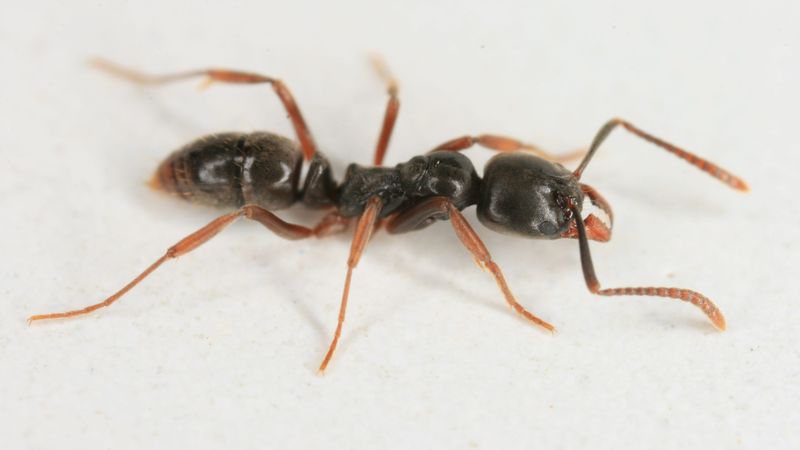 They've Spread To Over 20 U.S. States