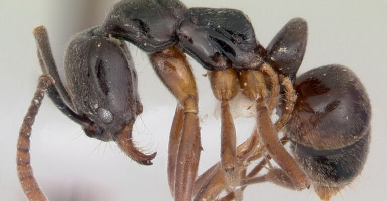 Invasive Asian Needle Ants With Painful Stings Are Spreading Fast Across The U.S.