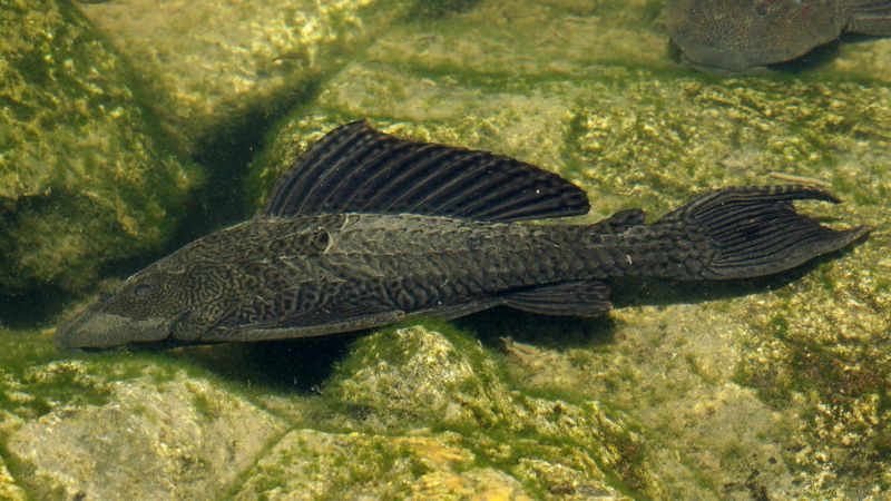 Some Aquarium Fish Can Handle Harsh Conditions