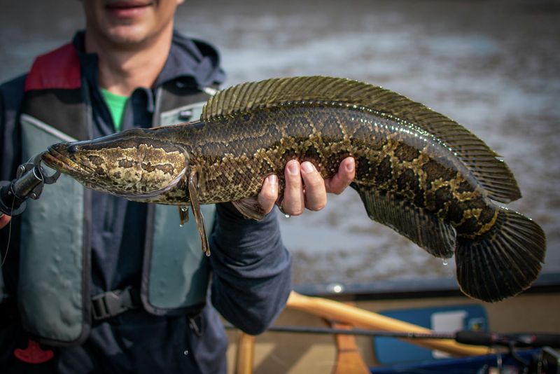 Northern Snakehead: A Growing Threat In U.S. Waters