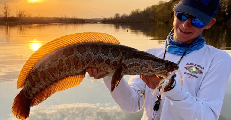 Invasive Fish That Eats Birds And Can Travel On Land Found In 9 States
