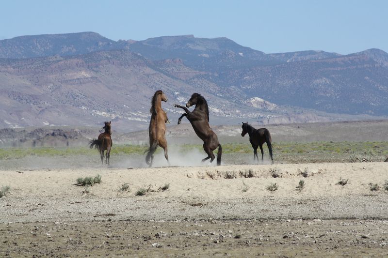 Desert Washes And Trails Deteriorate