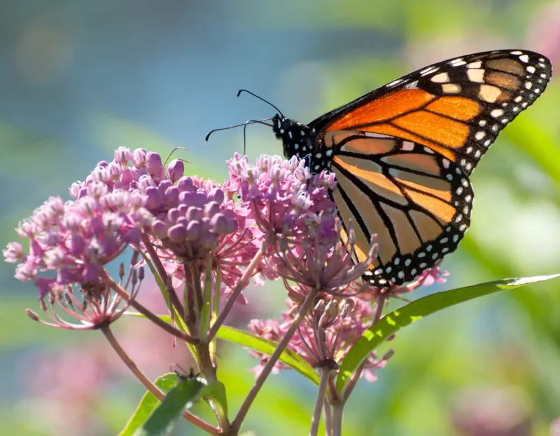 Invasive Plants Replace Butterfly Favorites