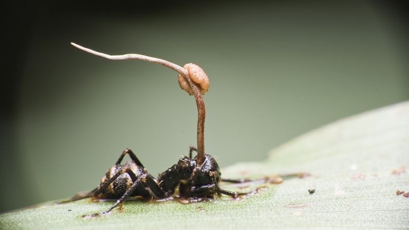 Parasites Attack Sound-Producing Organs
