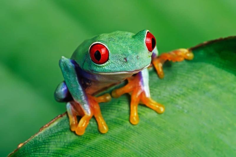 Complex Ecosystem Dependencies