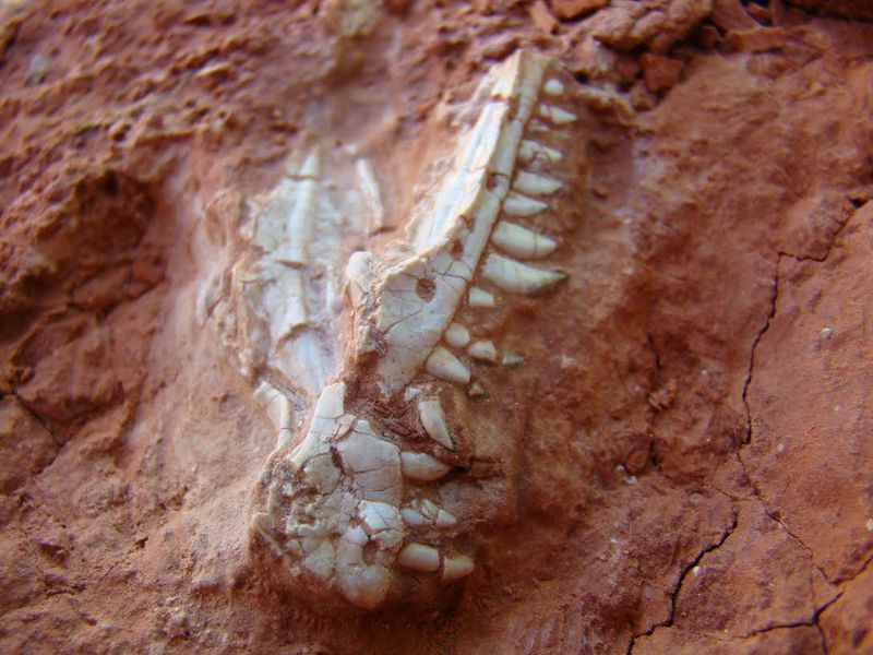 How Paleontologists Interpret Scavenging Evidence