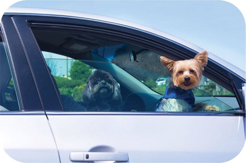 Never Leave Your Dog Alone In The Car