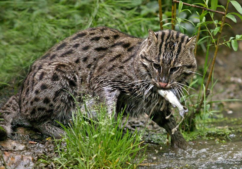 Role Of Climate Change In Habitat Shifts