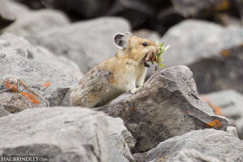 Woolly Pikas With Built-In Thermostats