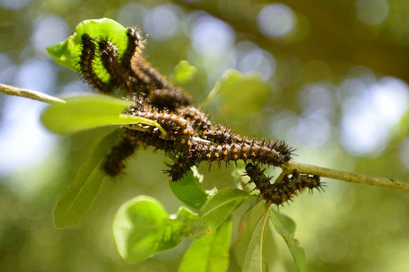 Buck Moth Caterpillar