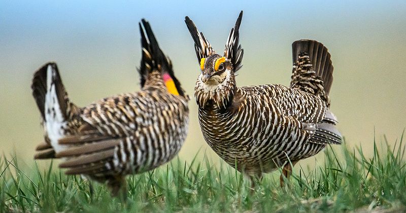 Kansas – Greater Prairie Chicken