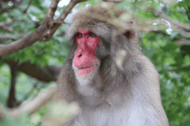 Japan – Surprisingly Few Dangerous Land Animals