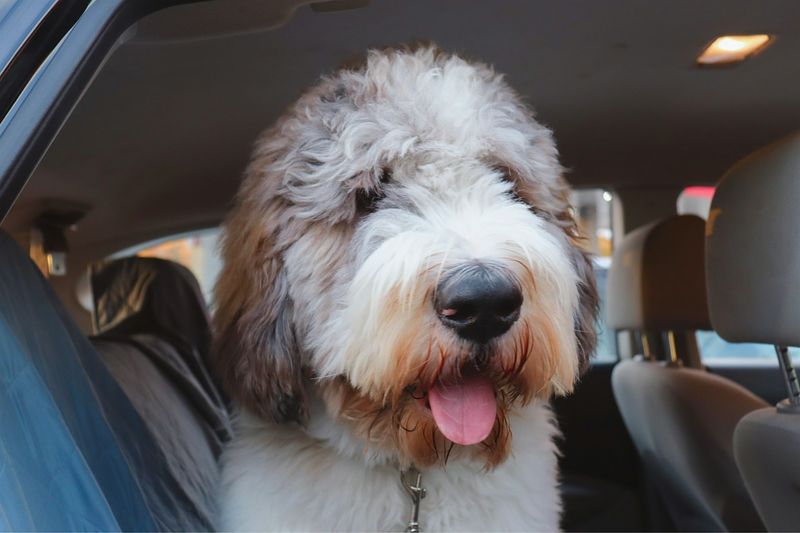 Saint Berdoodle