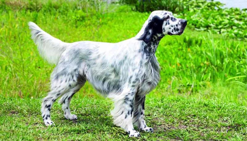 English Setter (Modern)