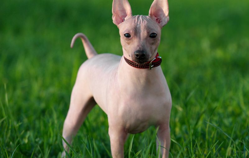American Hairless Terrier