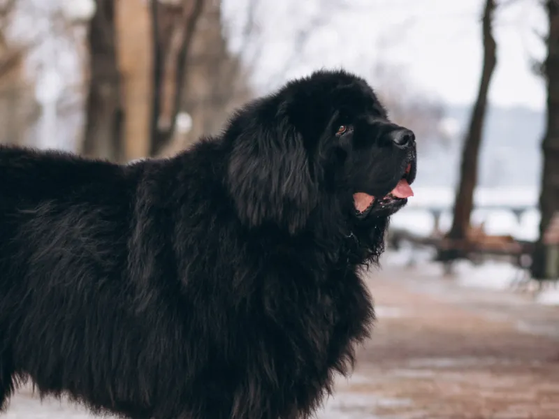 Newfoundland