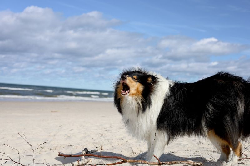 Shetland Sheepdog