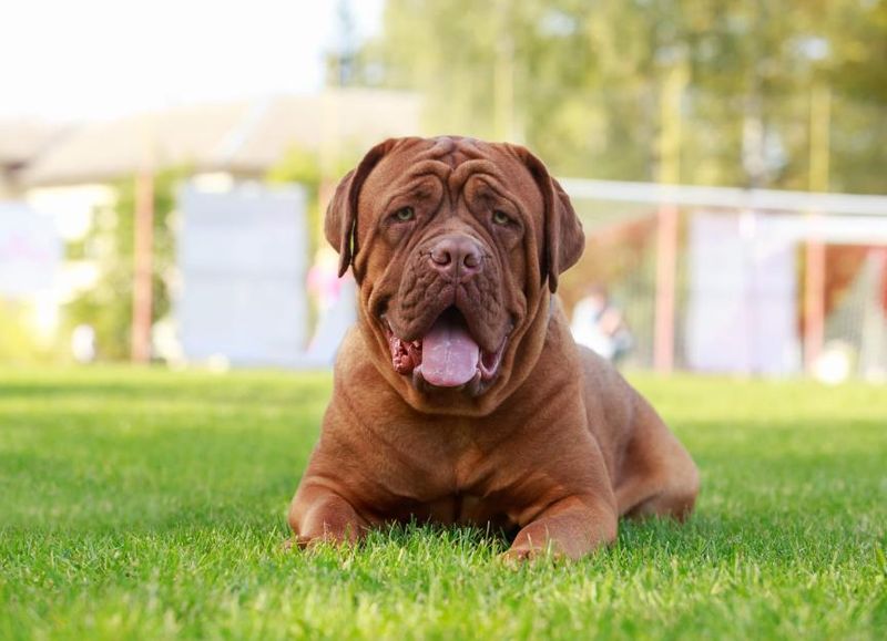 Dogue de Bordeaux