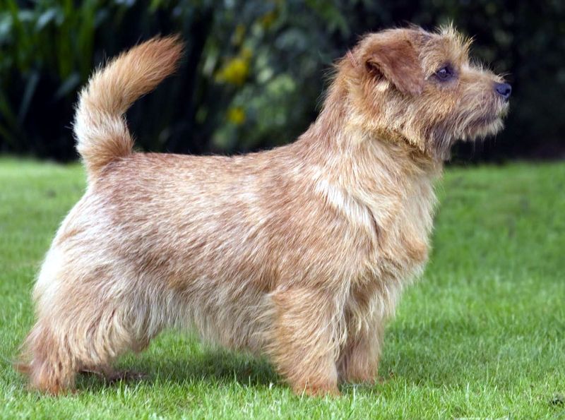 Norfolk Terriers