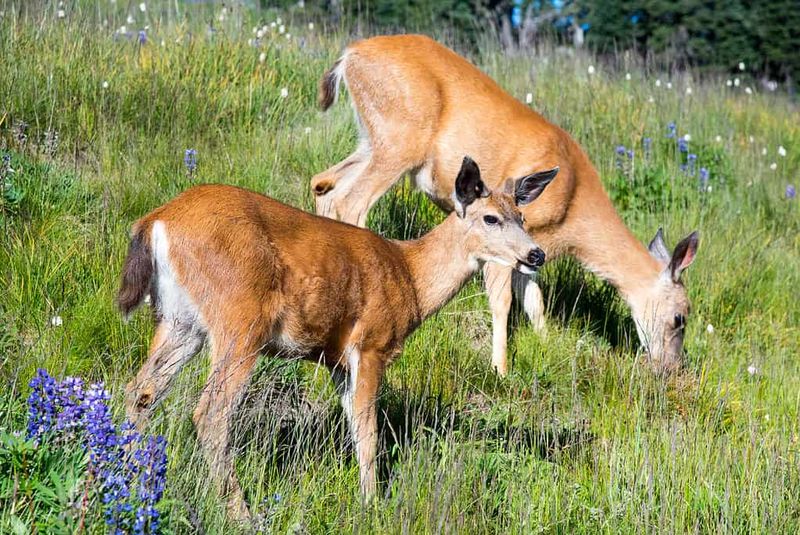 The Role Of Nutrient Deficiencies In Herbivores' Meat-Eating Behavior