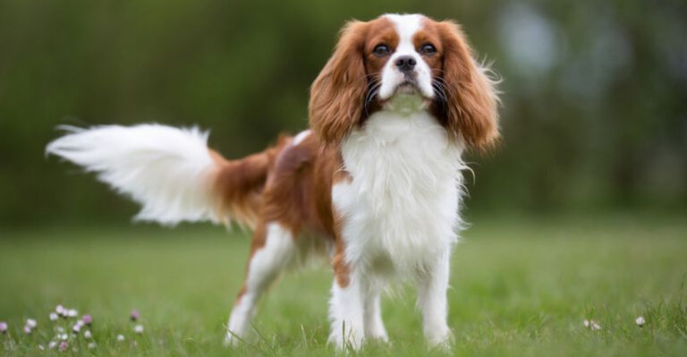 Is The Cavalier King Charles Spaniel Right For You? Pros And Cons Of This Charming Breed