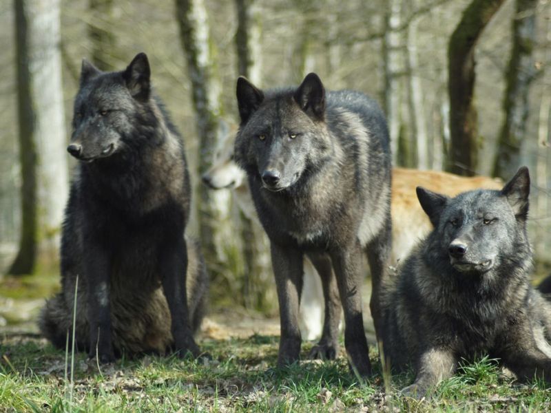 Would dire wolves suffer in modern captivity?