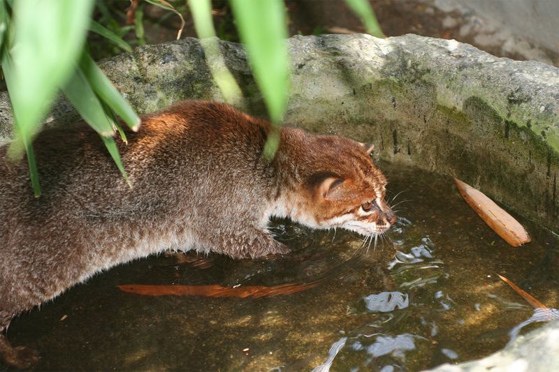 Threats To The Flat-Headed Cat's Survival