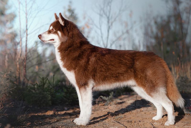 Copper Husky