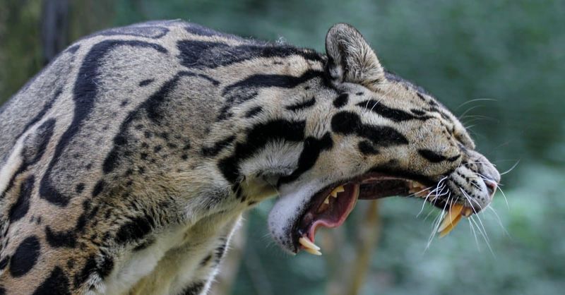 Remarkable Jaw Mechanics