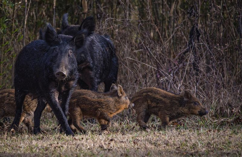 Invasive Species Wreak Havoc On Native Ecosystems