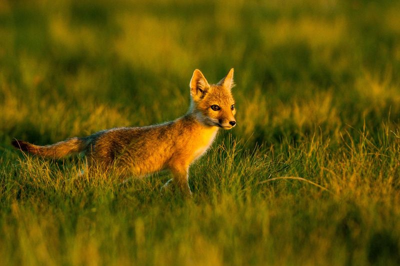 Swift Fox